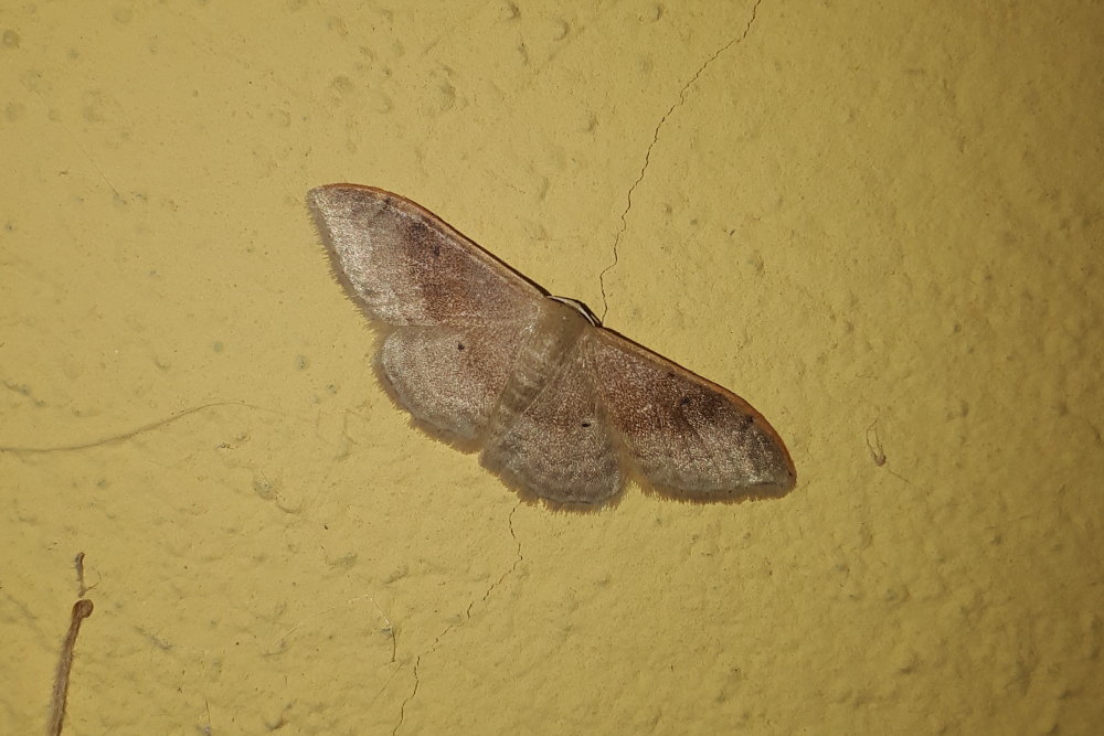 Geometridae da identificare