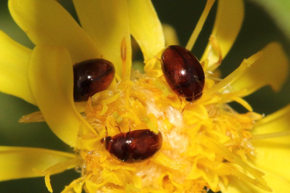 Piccoli coleotteri da identificare:  fam.  Phalacridae