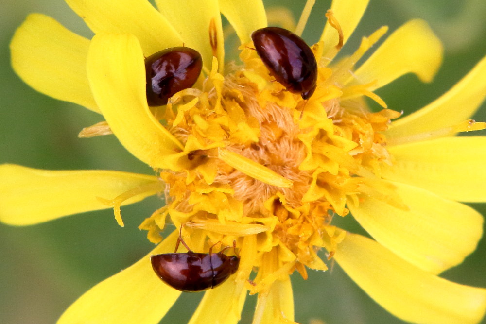 Piccoli coleotteri da identificare:  fam.  Phalacridae