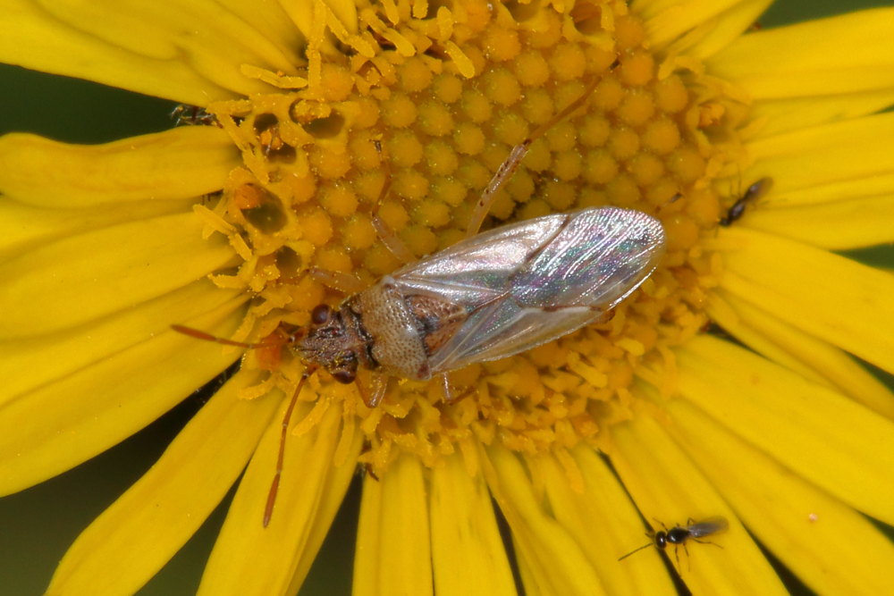 Lygaeidae: Nysius sp.