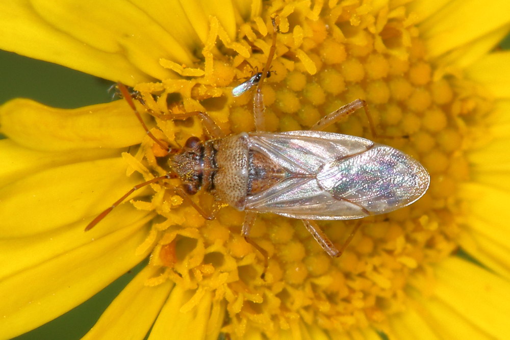 Lygaeidae: Nysius sp.