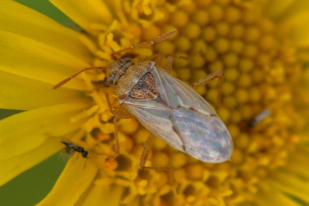 Lygaeidae: Nysius sp.