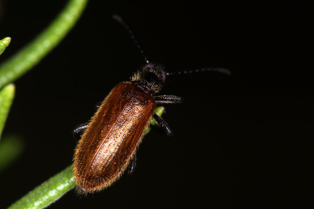 Tenebrionidae Lagriinae: Lagria hirta (cfr.)