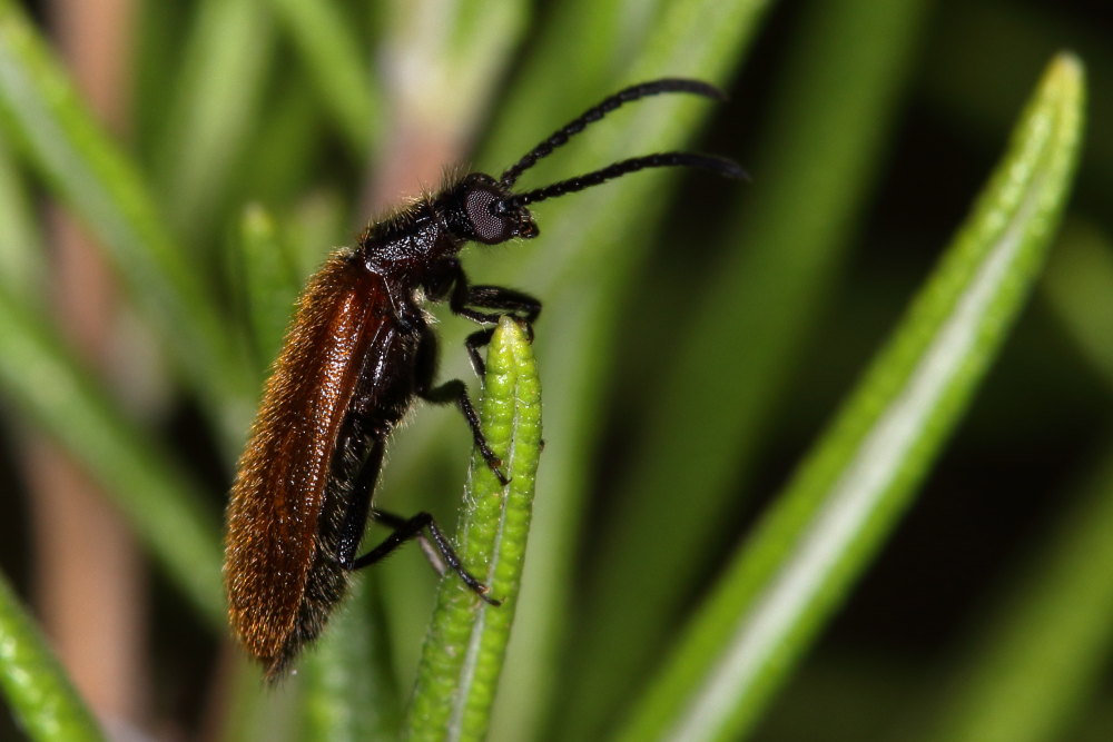 Tenebrionidae Lagriinae: Lagria hirta (cfr.)