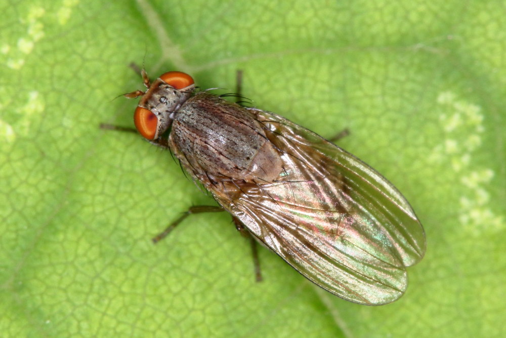 Minettia sp. (Lauxaniidae)