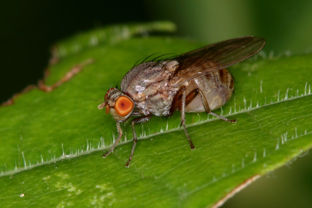 Minettia sp. (Lauxaniidae)