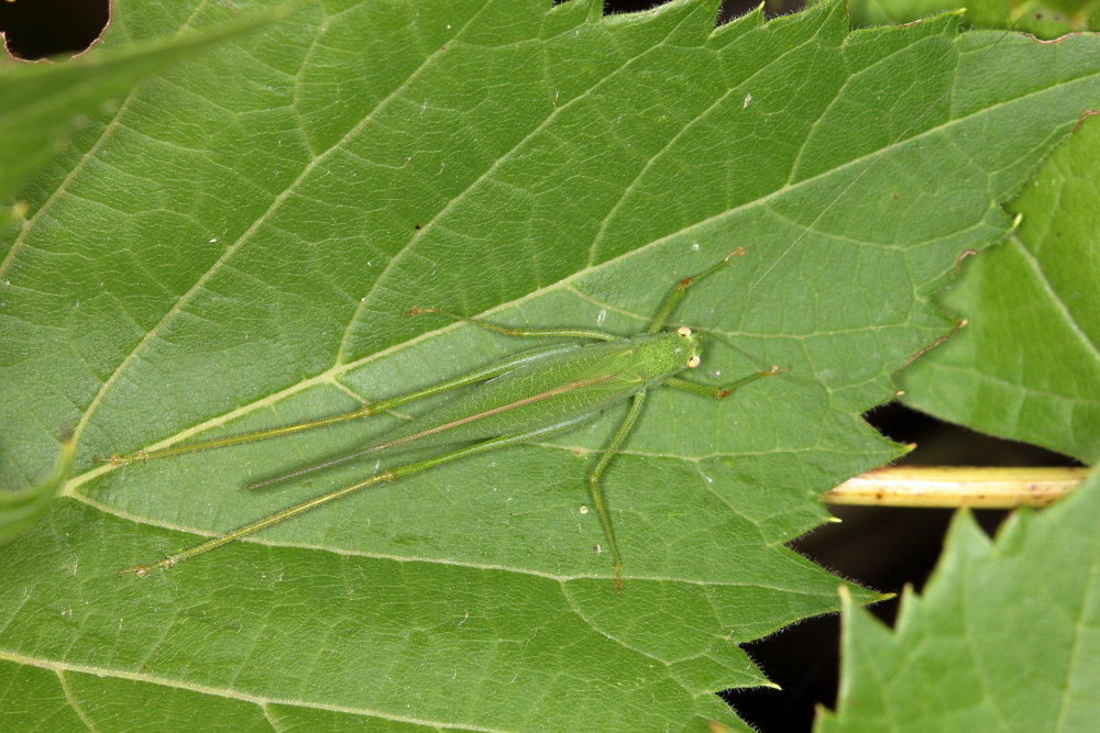 Phaneroptera nana