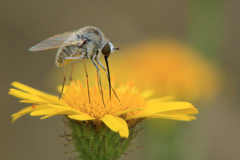 Bombyliidae: Geron cfr. gibbosus