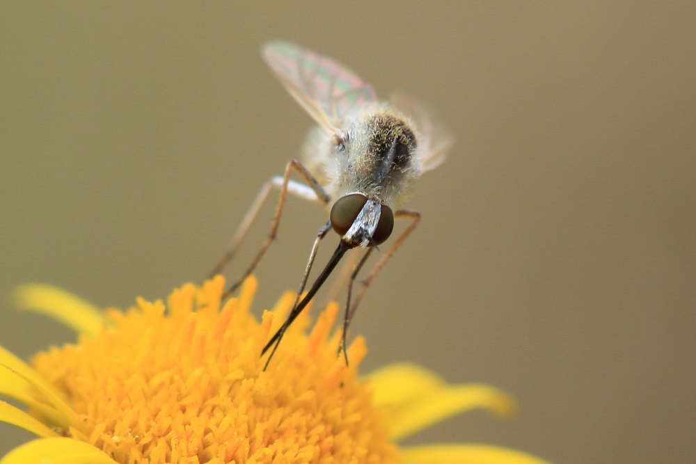 Bombyliidae: Geron cfr. gibbosus