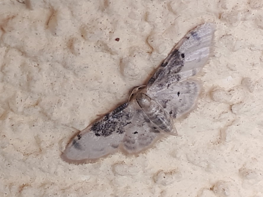 Idaea filicata?