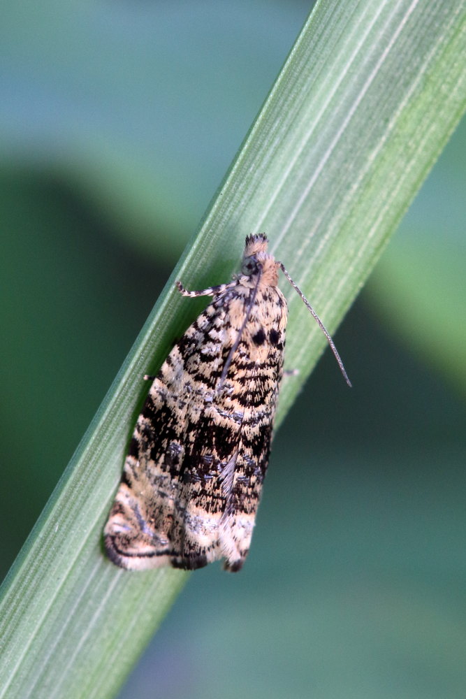 Celypha lacunana?