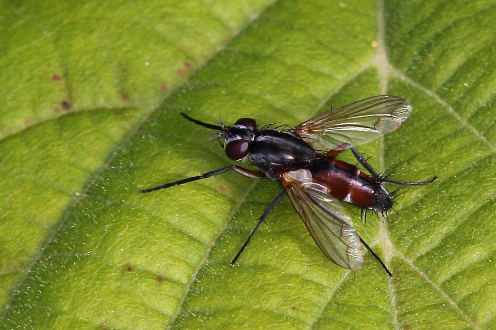 Tachinidae da identificare: Mintho rufiventris