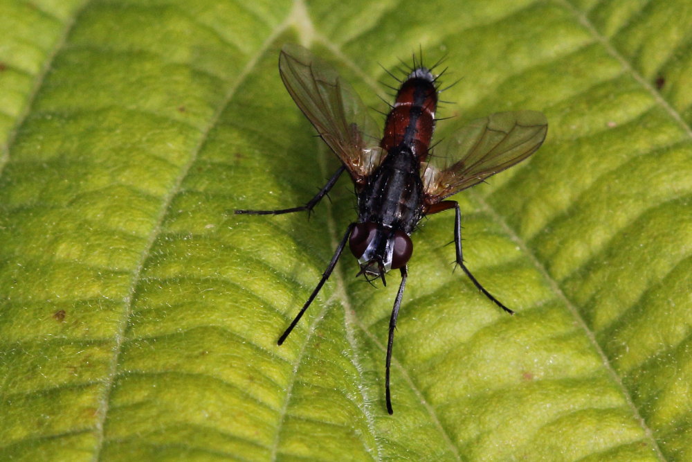 Tachinidae da identificare: Mintho rufiventris