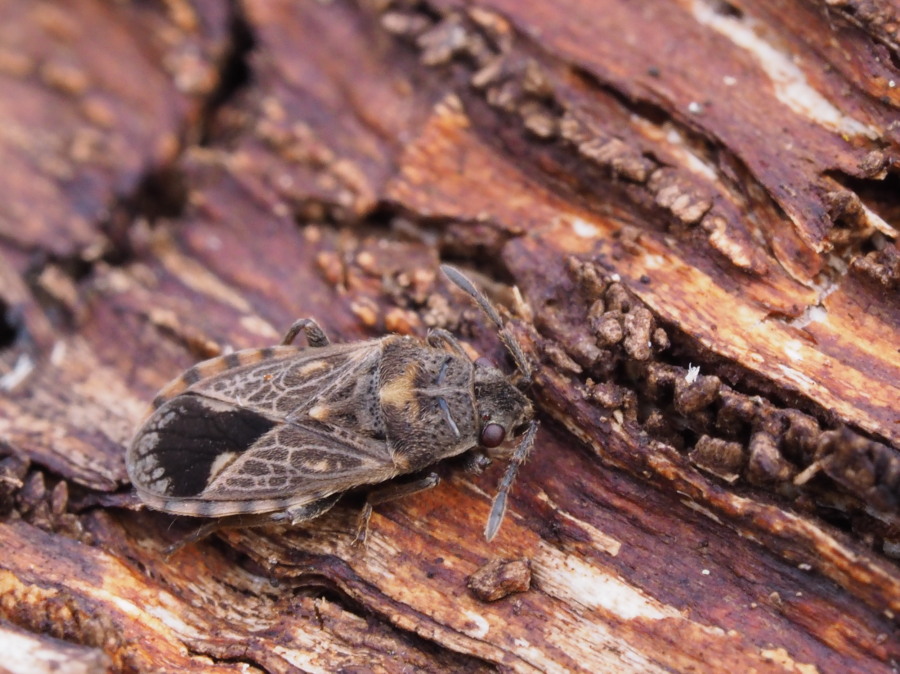 Lygaeidae: Lygaeosoma sardeum