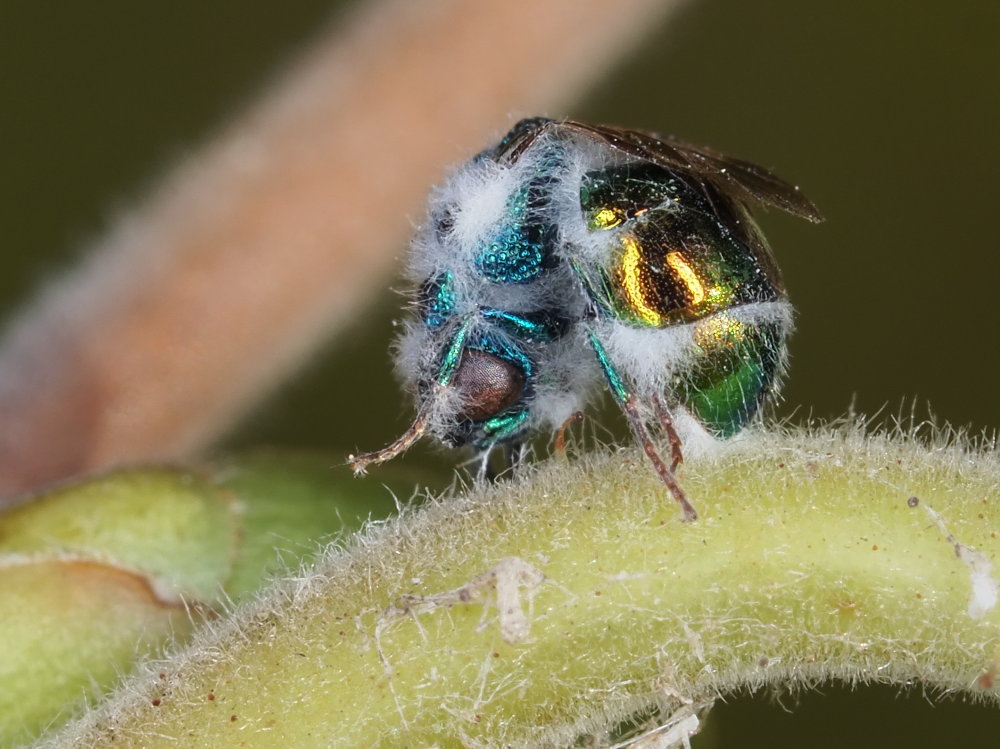 Chrysididae da identificare