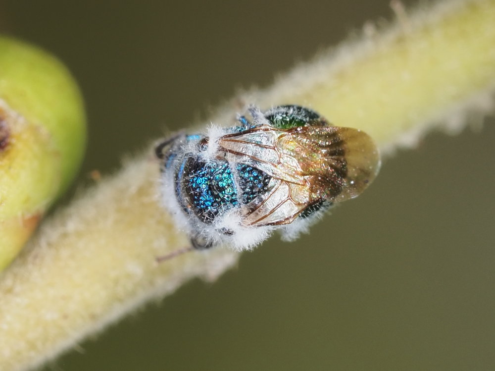 Chrysididae da identificare