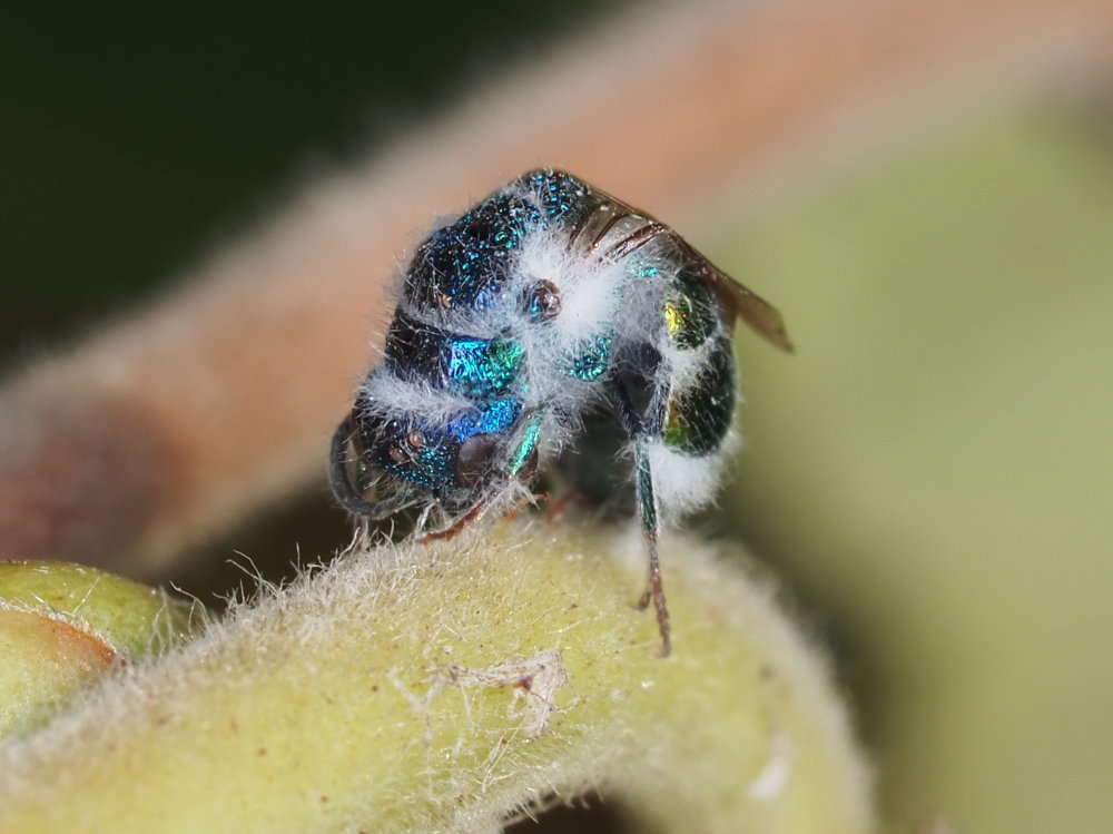 Chrysididae da identificare