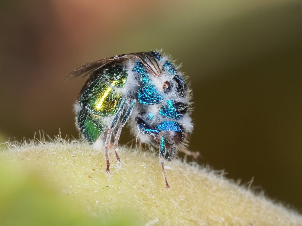 Chrysididae da identificare