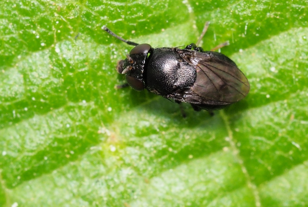 Discomyza incurva (Ephydridae) ?    S !