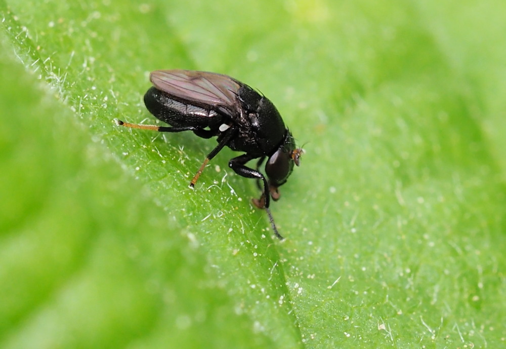 Discomyza incurva (Ephydridae) ?    S !