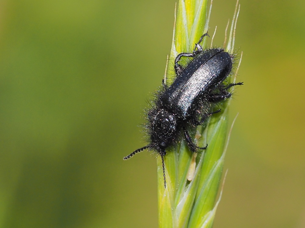 Tenebrionidae? No, Dasytidae:  Enicopus pilosus, maschio