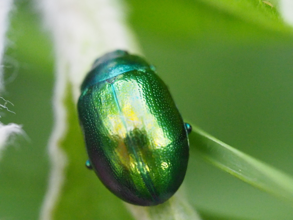 Chrysomelidae: Chrysolina herbacea