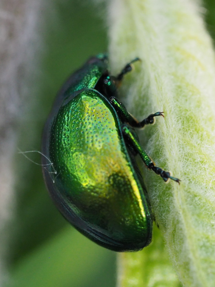 Chrysomelidae: Chrysolina herbacea