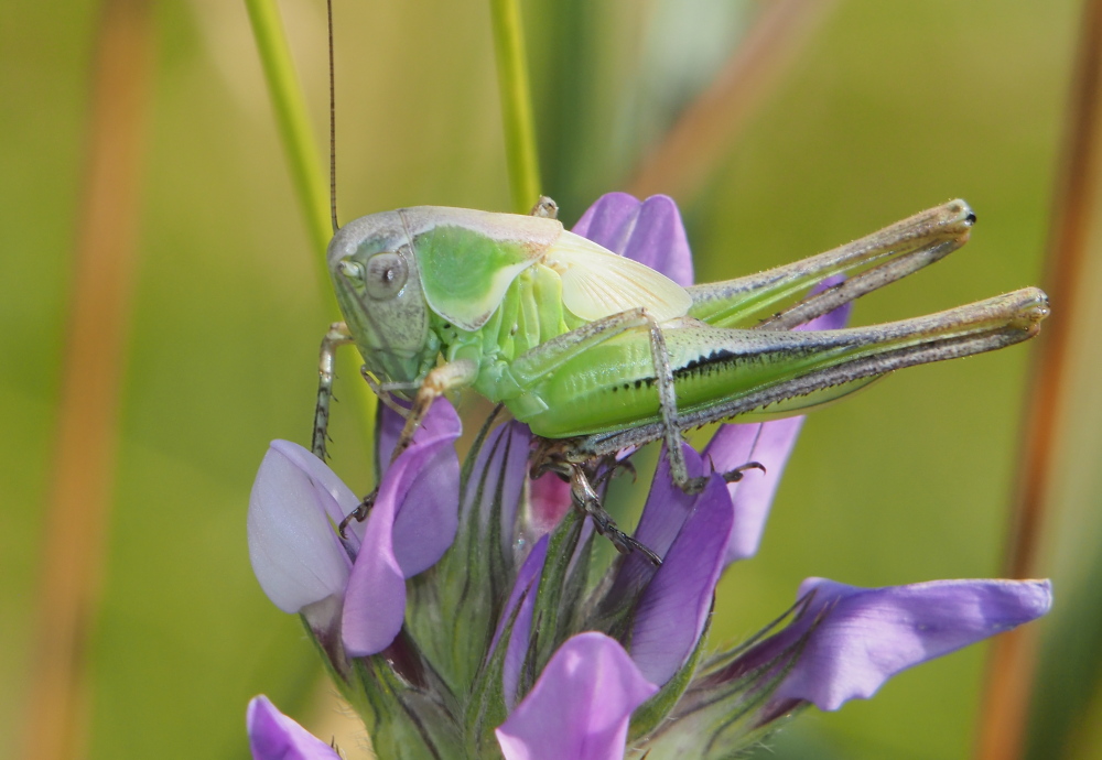 Decticus albifrons immaturo?