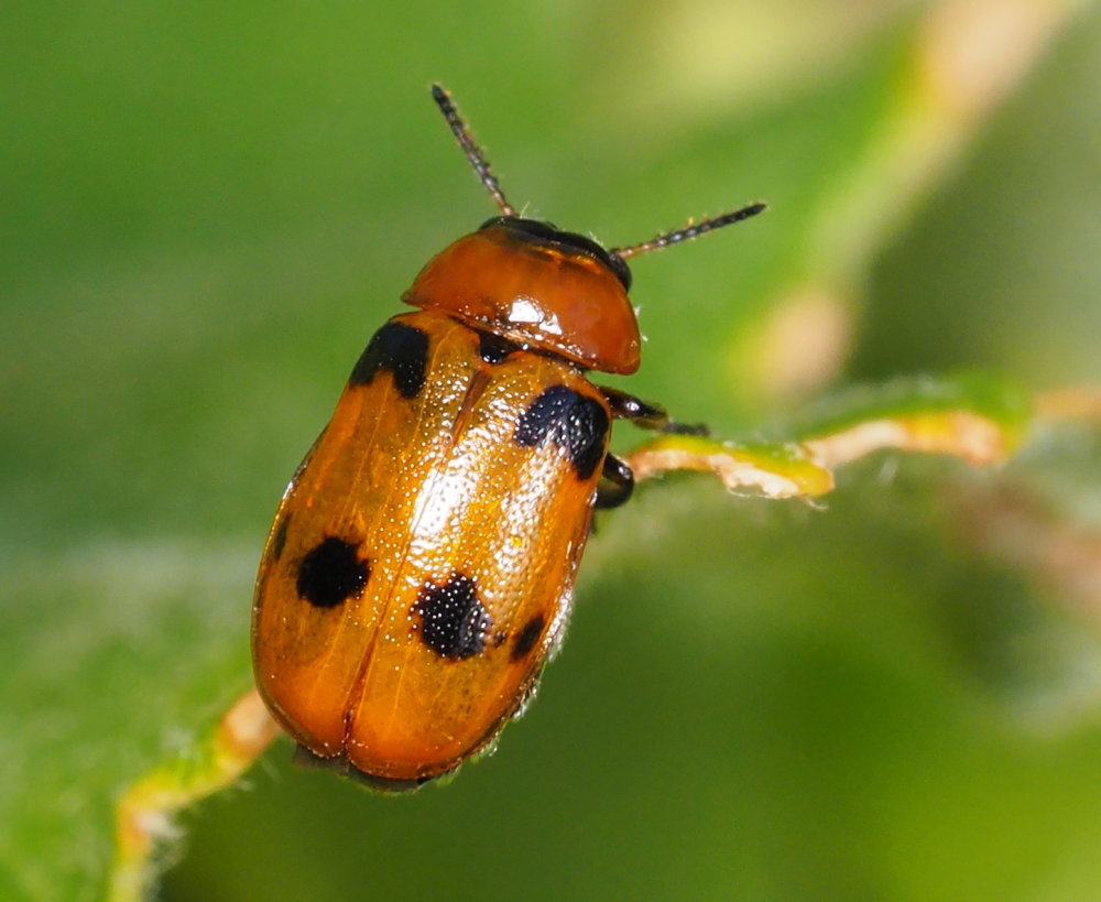 Chrysomelidae: Coptocephala scopolina opp. Macrolenes dentipes femmina