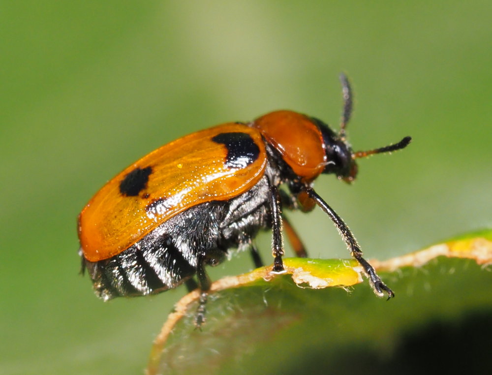 Chrysomelidae: Coptocephala scopolina opp. Macrolenes dentipes femmina