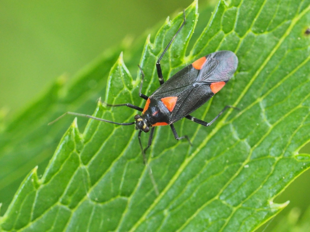 Miridae: Capsodes mat