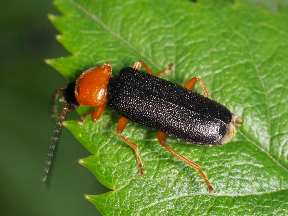 Cantharidae: Cratosilis denticollis (cfr.)