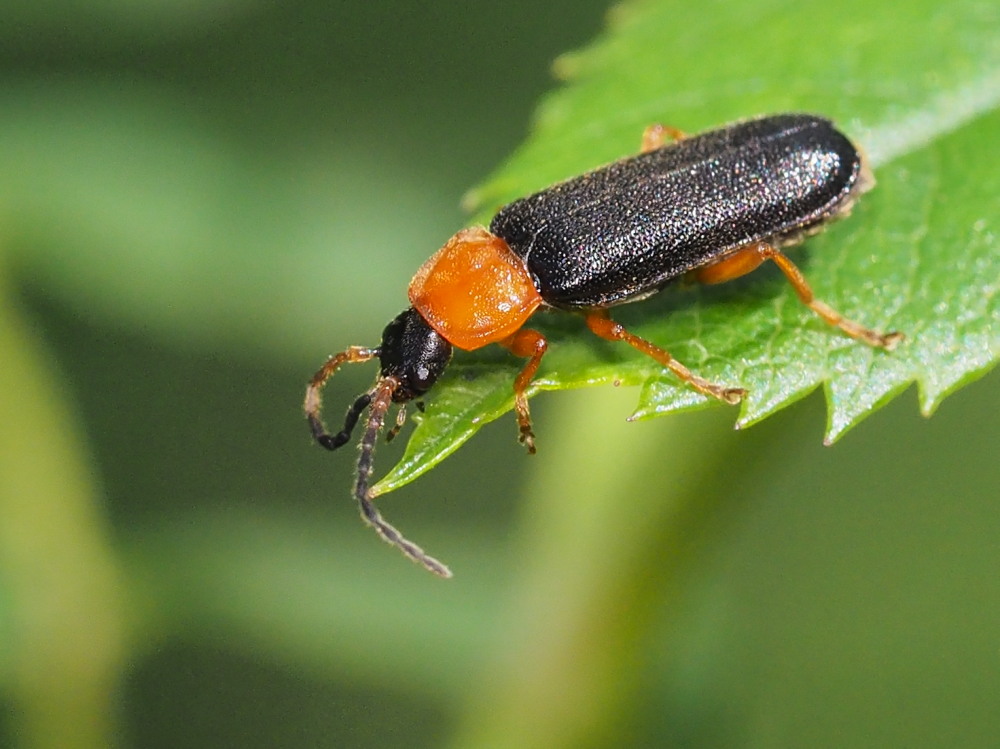 Cantharidae: Cratosilis denticollis (cfr.)