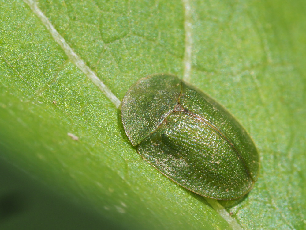 Chrysomelidae - Cassida sp.