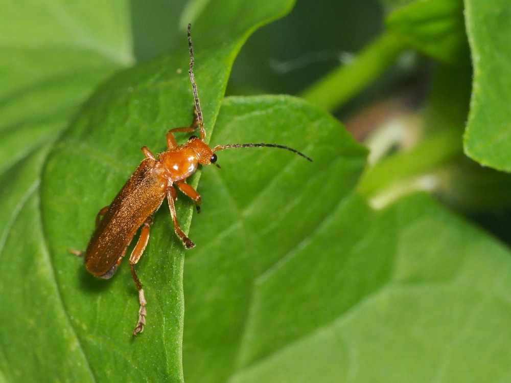 Cantharidae? Sì, Cantharis gr. pallida , Natura Mediterraneo | Forum ...