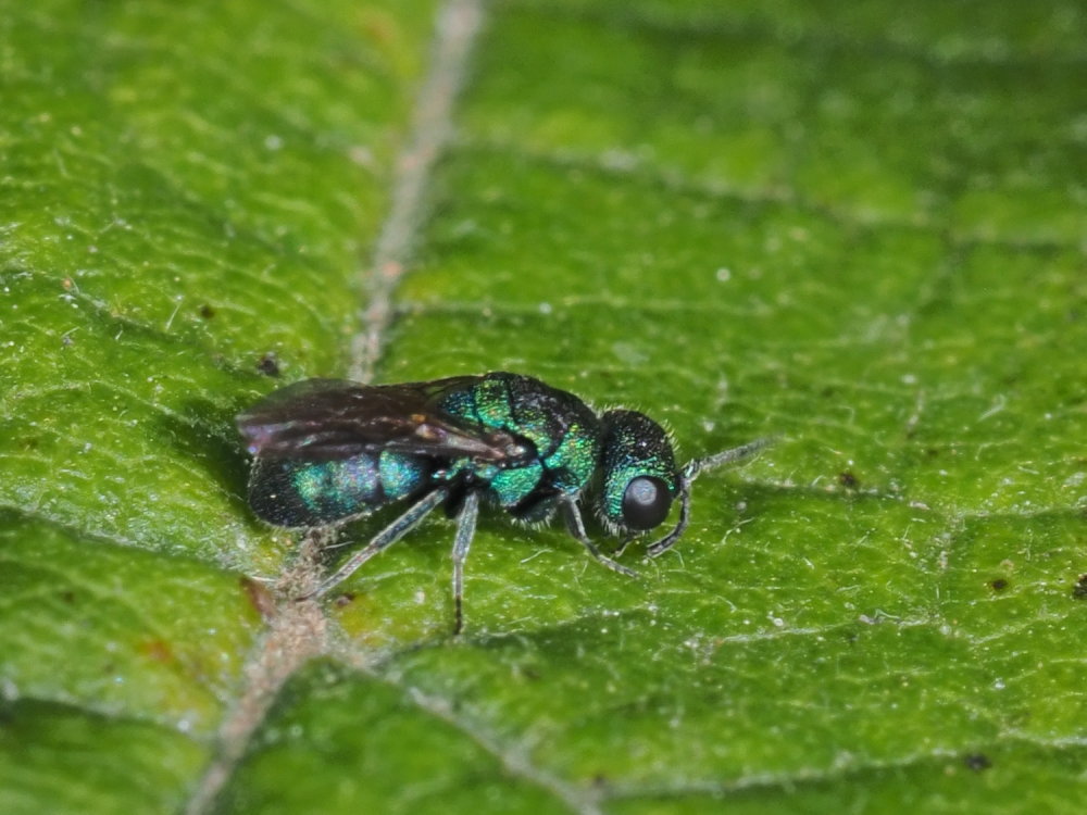 Chrysididae da identificare: Hedychridium monochroum