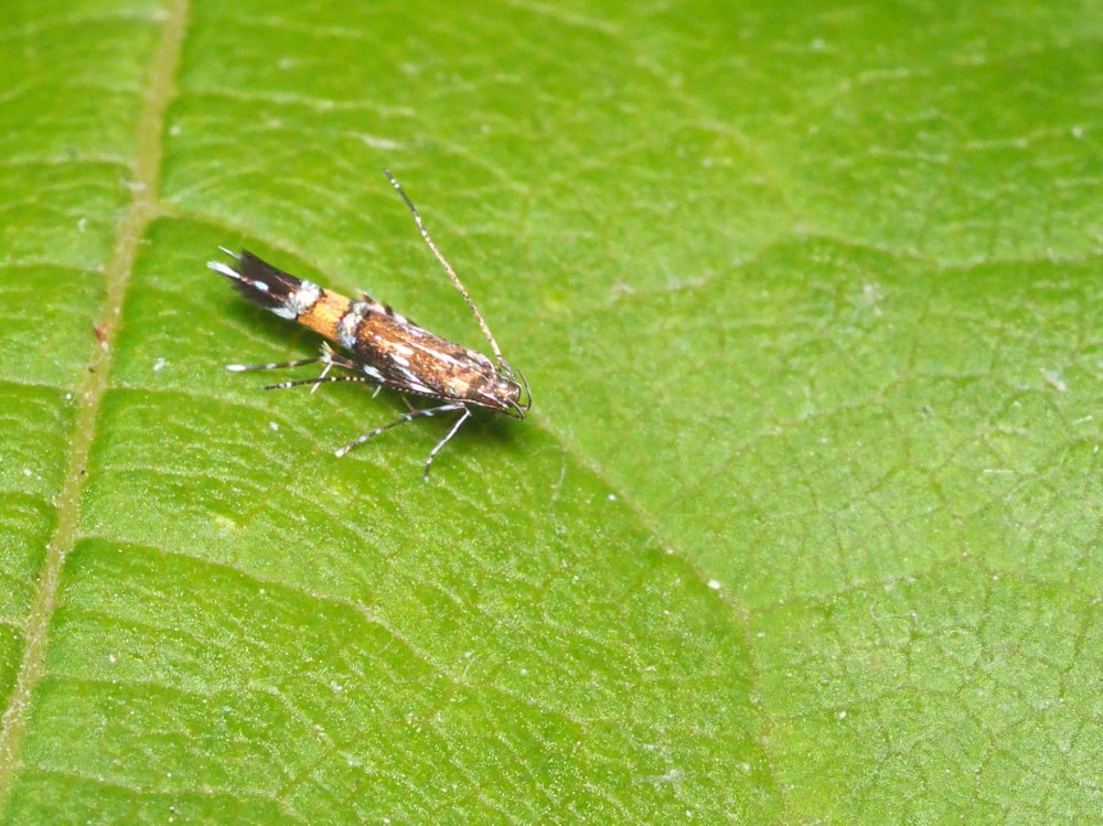 Cosmopterigidae da identificare: Cosmopterix pulchrimella