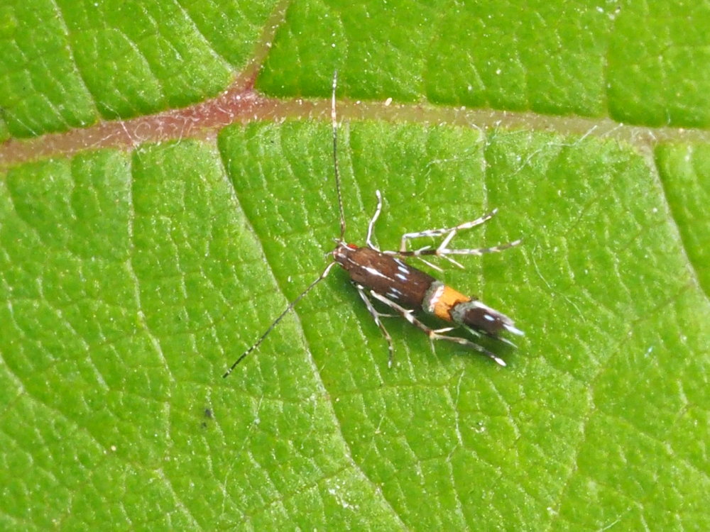 Cosmopterigidae da identificare: Cosmopterix pulchrimella