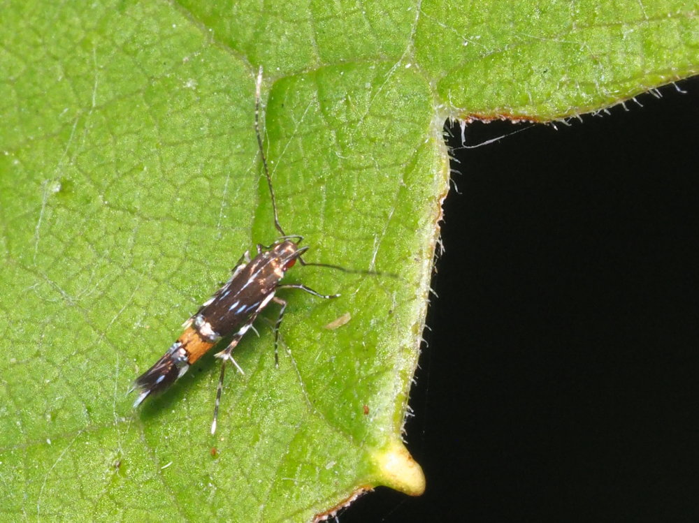 Cosmopterigidae da identificare: Cosmopterix pulchrimella