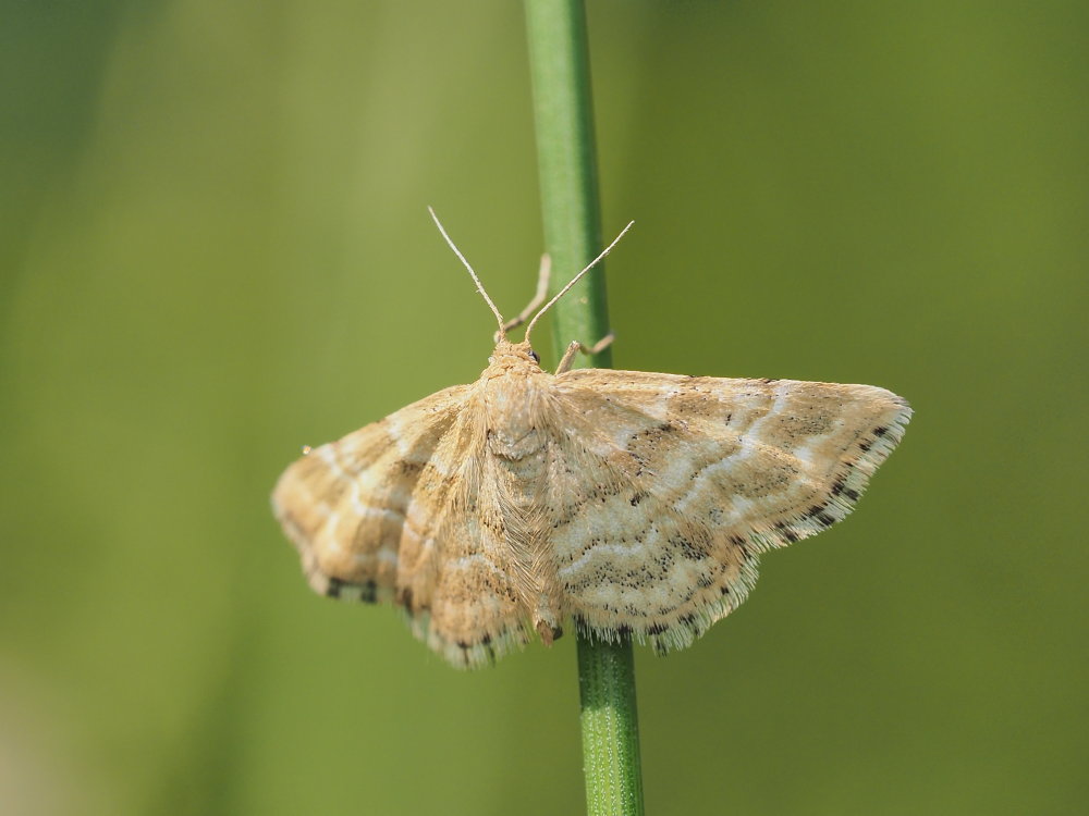 Geometridae: Emmiltis pygmaearia