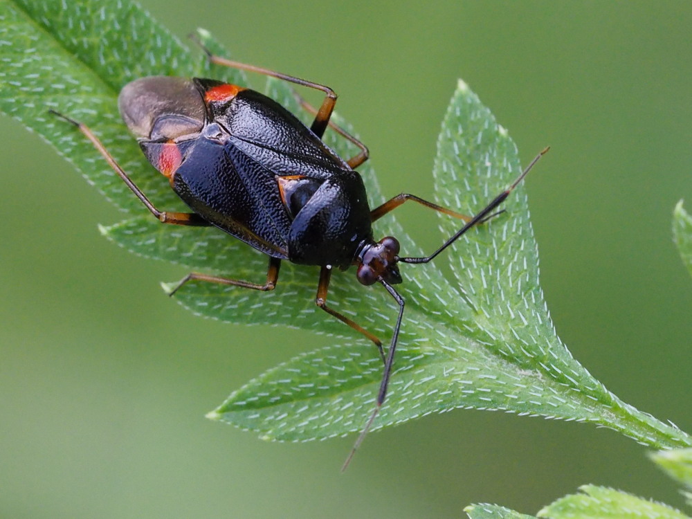 Deraeocoris ruber f.segusina?