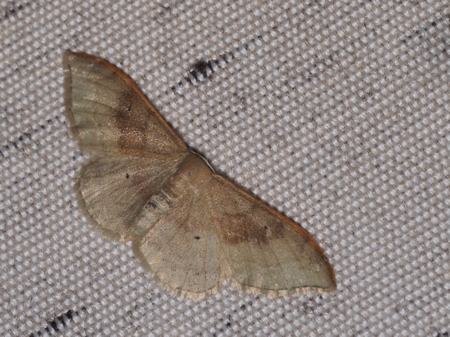 Idaea degeneraria? S