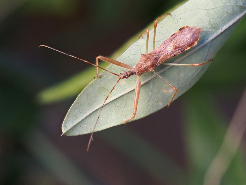 Reduviidae: Nagusta goedelii? S !