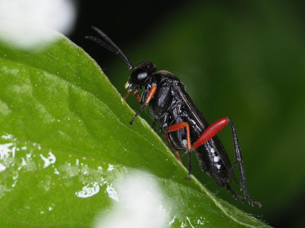 Tenthredinidae: Macrophya diversipes? S, femmina