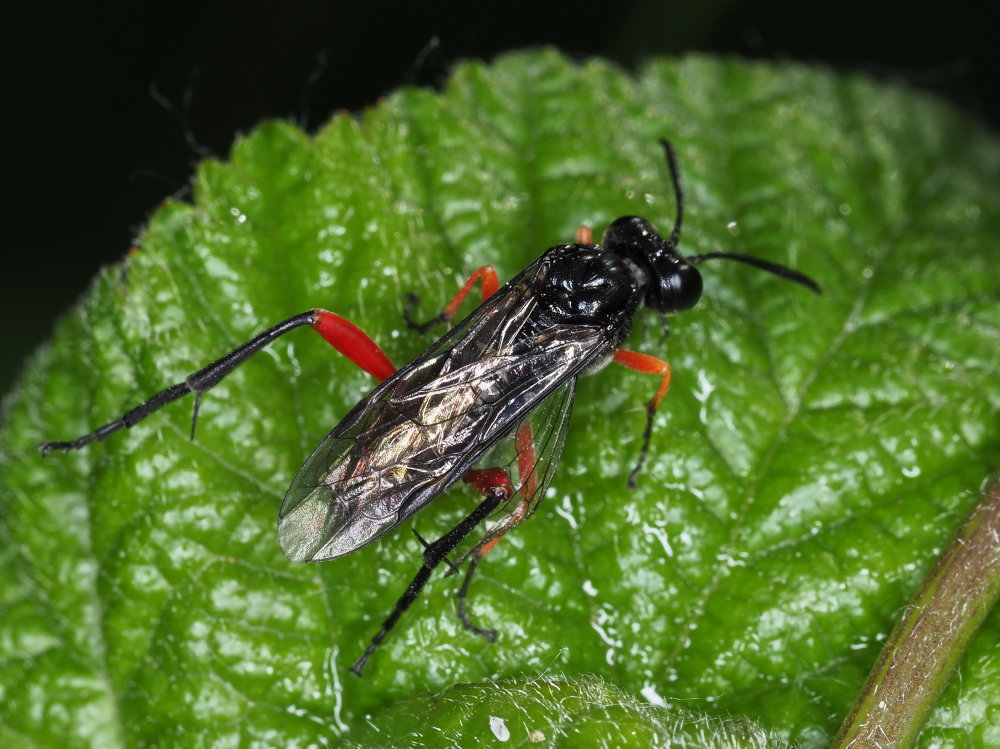 Tenthredinidae: Macrophya diversipes? S, femmina