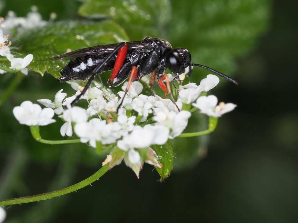 Tenthredinidae: Macrophya diversipes? S, femmina