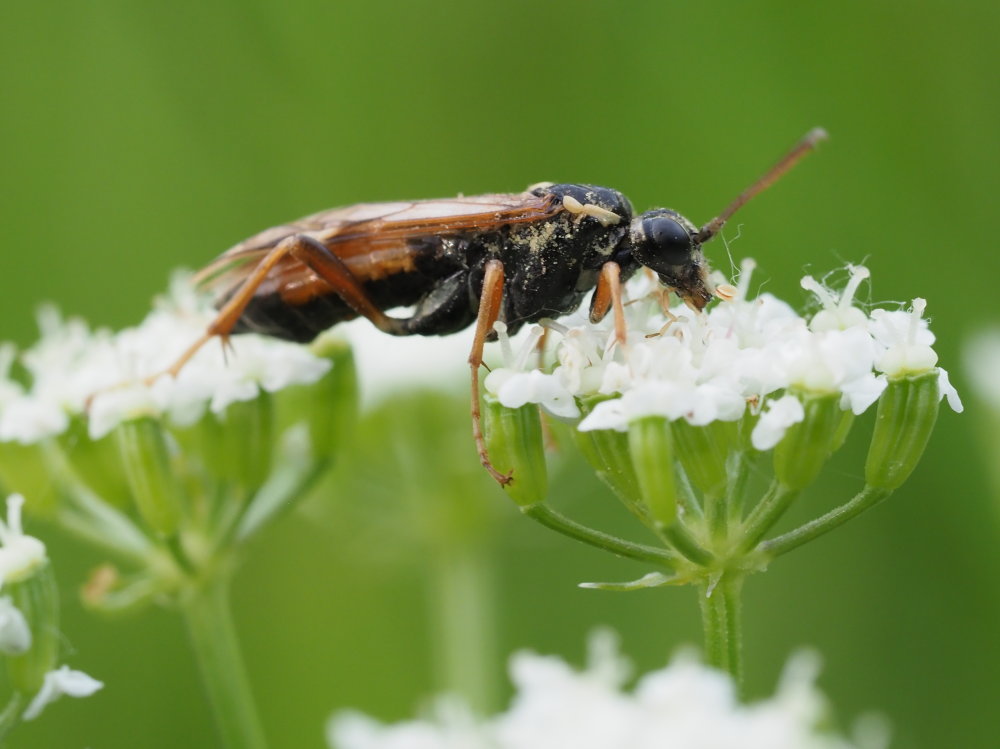 Tenthredinidae: Tenthredopsis sp.