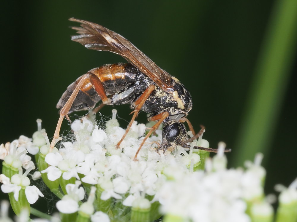 Tenthredinidae: Tenthredopsis sp.