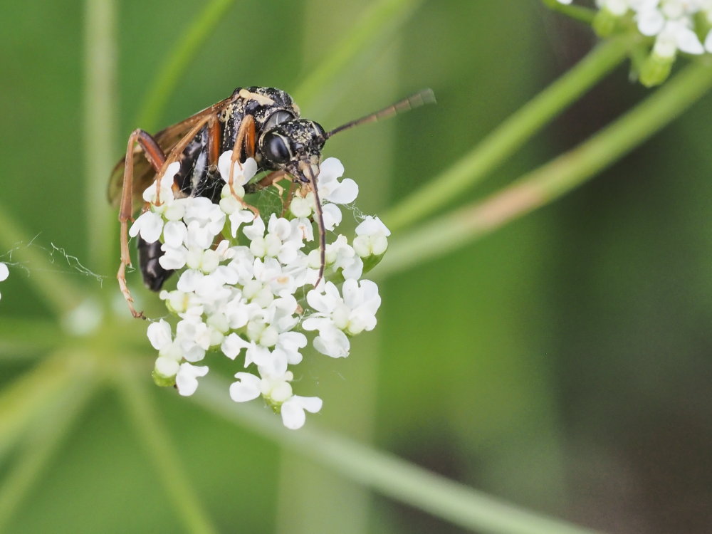 Tenthredinidae: Tenthredopsis sp.