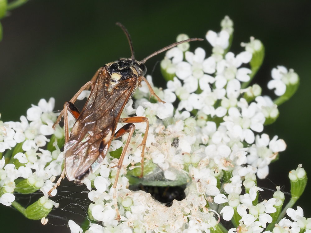 Tenthredinidae: Tenthredopsis sp.